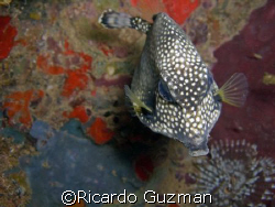 Up Close and Personal: Curious trunkfish off the western ... by Ricardo Guzman 